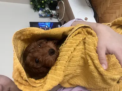 5个月大的雌性马尔济斯犬