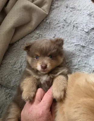 🐾💕 GORGEOUS POMERANIAN PUPPIES 💕🐾