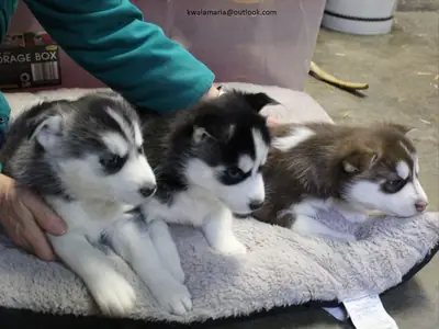 Achimbi 西伯利亚哈士奇幼犬