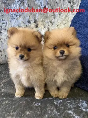 Cachorros de Pomerania disponibles; contacte al correo ignacioduban at outlook.com.