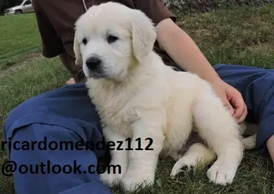 Golden (mâles et femelles) à la recherche d'un nouveau foyer; contactez à ricardomendez112 at outlook.com