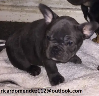 Yeni bir ev için hazır sağlıklı Fransız bulldog yavruları