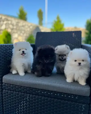 🐾 博美犬幼犬待领养 🐾