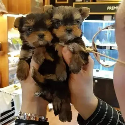 🐾 Yorkshire Terrier Puppies for Adoption 🐾