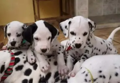 Beaux et en bonne santé chiots Grand Danois disponibles