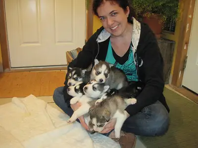 Fantásticos cachorros de husky siberiano