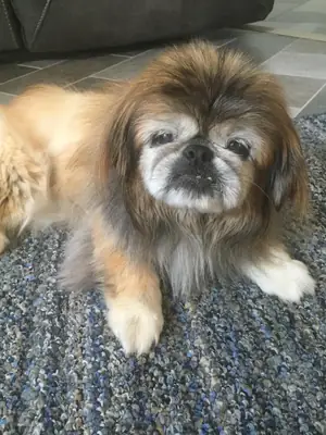 pekinez kedi değil köpek :)