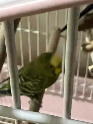 tek muhabbet kuşu verilecek