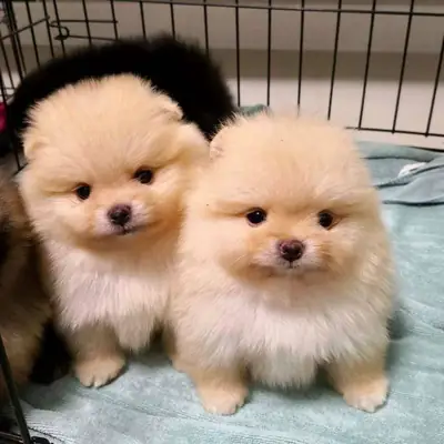 博美犬幼犬尺寸