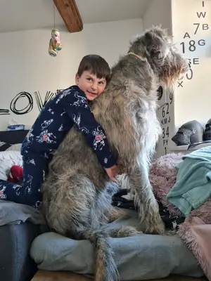 爱尔兰猎狼犬领养——高贵而沉稳的巨型犬种