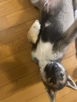 Продается в Хоккайдо – крепкая и выносливая собака японской породы.