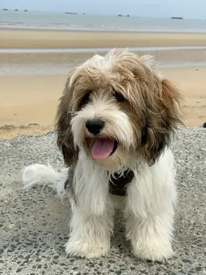 Потерялась гаванская болонка – Внимание!