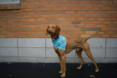 vizsla, needs a more active home