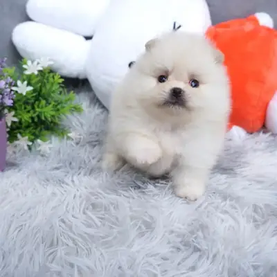 Cachorros de pomerania