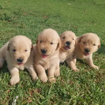 Cachorros de Golden Retriever