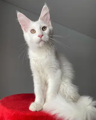 我们的蓝烟色小缅因猫仍在寻找一个永久的家。