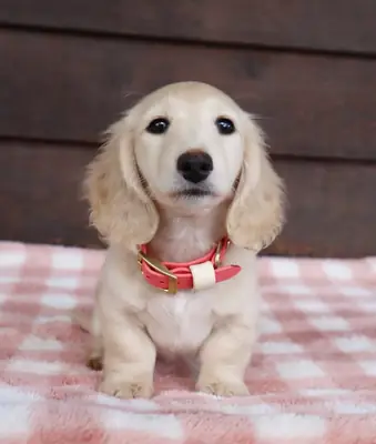 Dulces Cachorros Teckel Llenos de Personalidad Buscan su Nueva Familia – WhatsApp 711216370