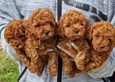 poodles available for adoption 