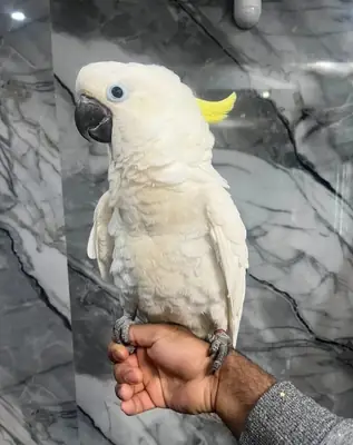 Yeniden Sahiplendirme için Dişi ve Erkek Kakadu Papağanları