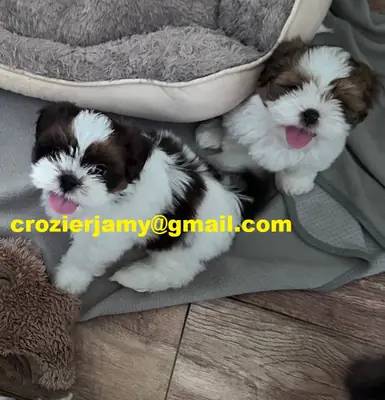 Cachorros de Shih Tzu
