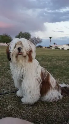 拉萨犬领养——性格温顺乖巧