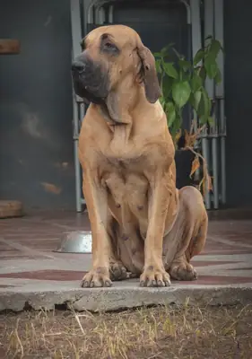 Fila Brasileiro 出售 – 坚固且具有保护性