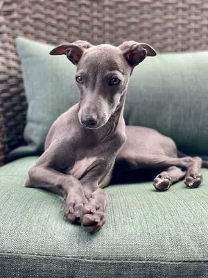 走失的意大利灵缇犬——急需帮助