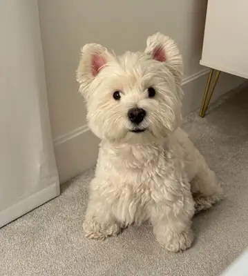 West Highland White Terrier Çiftleştirme