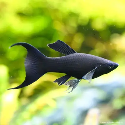 Poisson Molly couleur vive