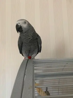 Loro gris africano domesticado