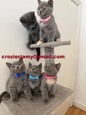 Gatitos British Shorthair (machos y hembras)