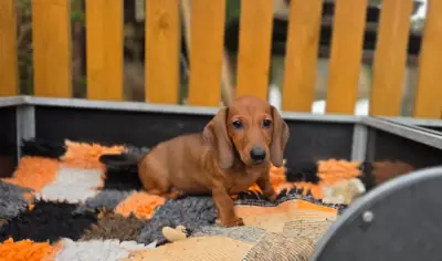 Impresionantes Dachshunds Estándar Registrados en KC