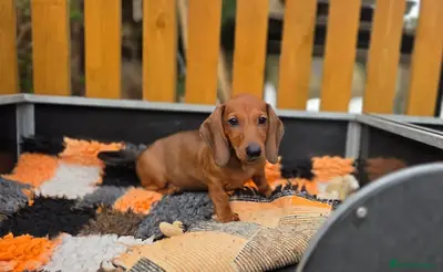 Beautiful Miniature Dachshund Puppies