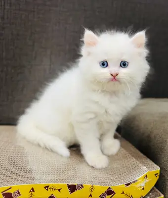 Palala blue eye persian kittens
