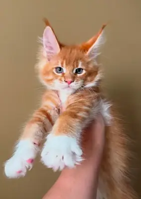 可爱的缅因猫小猫