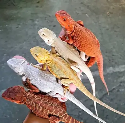 须龙待领养