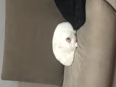 Cute British Shorthair, snow white.