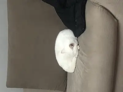 Our beloved cat, British Shorthair