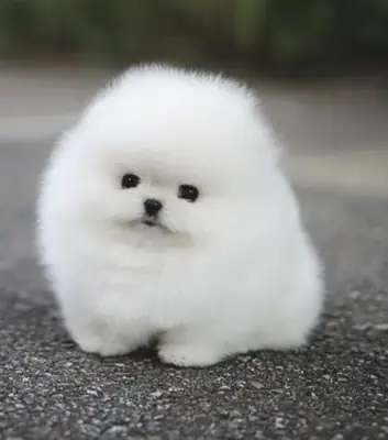 Cachorros Pomerania adorables (nacidos el 2 de junio de 2026) buscan un hogar lleno de amor.