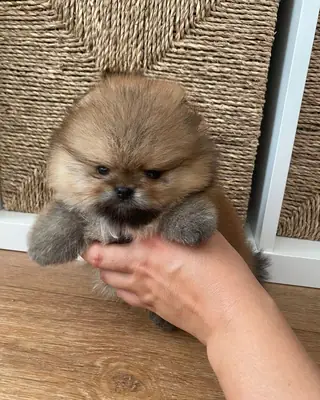 ¡SOLO QUEDAN 2 CACHORRITOS!