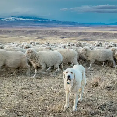 失踪的阿克巴什——请注意任何见到他的人