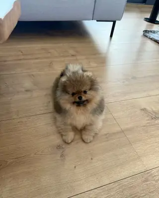 安塔利亚出售博美犬 | 适合家庭饲养