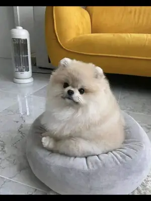 Poodle Satılık Sakarya | Eğitime Uygun