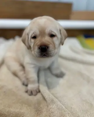 Labrador-Retriever-Welpe sucht ein gutes Zuhause