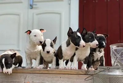 Cachorros Bull Terrier dulces y juguetones 632000221