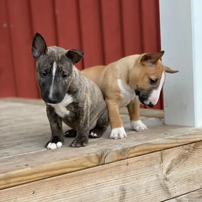 Cachorros Bull Terrier únicos y cariñosos 632000221