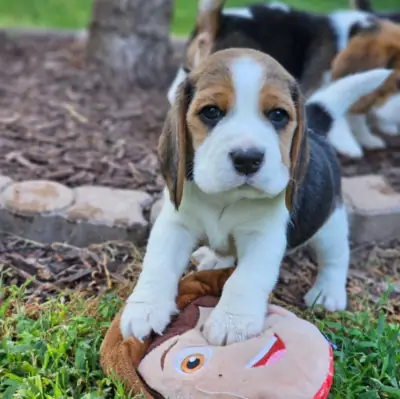 Cachorros Beagle de raza pura, niñas y niños en adopción