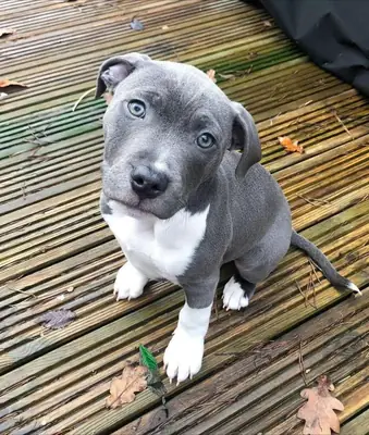 Cane Corso Yavru Sahiplendirme