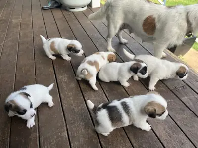 Succulent Jack Russell Puppies