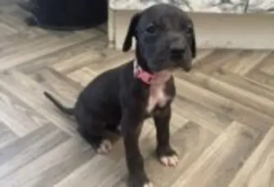 大丹犬幼犬可供领养